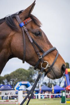 Australian stock horse standing at a country show