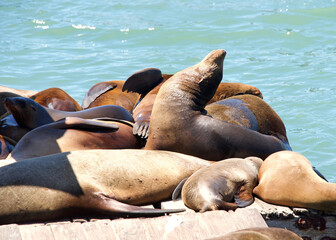 Sea Lions hauled out on wood platforms. Rather than remain in the water, pinnipeds haul-out onto land or sea-ice for reasons such as reproduction and rest.