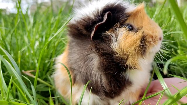 Cute pet fluffy guinea pig, grazes in the grass, sits on the owner's hand