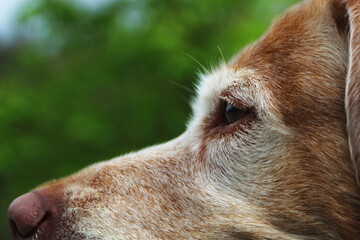 close up of a dog