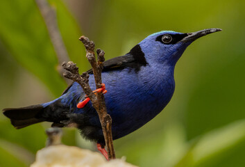 Red-legged honeycreeper, Cyanerpes cyaneus, Costa Rica is a tropical country with a large number of...