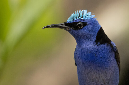 Red-legged honeycreeper, Cyanerpes cyaneus, Costa Rica is a tropical country with a large number of birds such as the red-footed honeycreeper. Birdwaching place and paradise country.