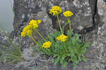 岩場のタカネオミナエシ（北海道・アポイ岳）
