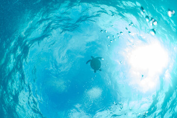 ウミガメのシルエット