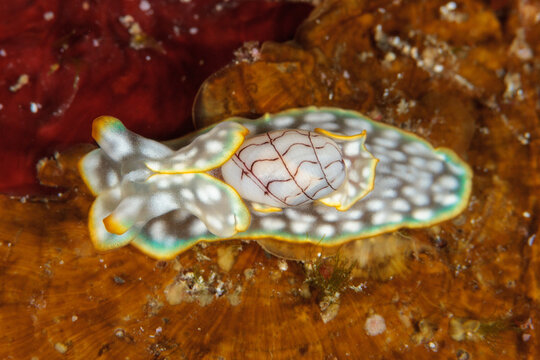 コンシボリガイ 
Micromelo undatus (Brugui&egrave;re, 1792)
