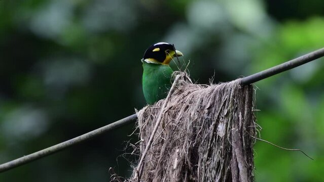 Long-tailed Broadbill bird bringing a branch of tree to make a nest in the forest at Khao Yai National Park, Thailand.