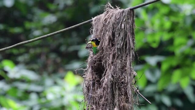 Long-tailed Broadbill bird bringing a branch of tree to make a nest in the forest at Khao Yai National Park, Thailand.