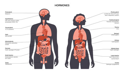 Hormones in human body - 505800144