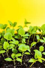 Eggplant seedling grows in a pot. Close-up. Seedling of vegetables in a pot. Indoor gardening concept