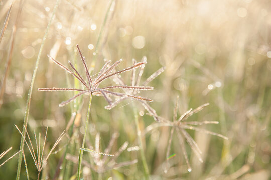 Early morning sunlight shining off dew on the grass - Powered by Adobe