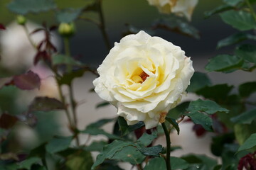 rose in a flower garden