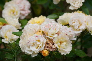 Obraz na płótnie Canvas rose in a flower garden