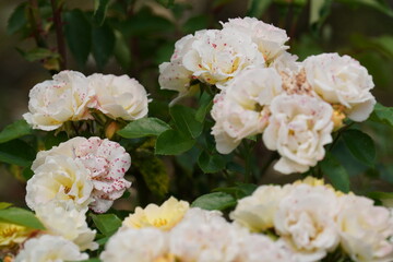 Obraz na płótnie Canvas rose in a flower garden