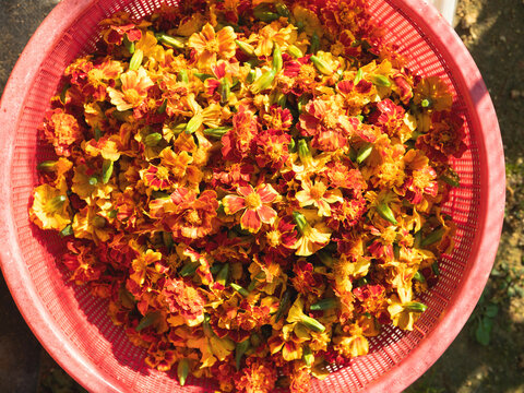 Marigold Flowers In A Colander