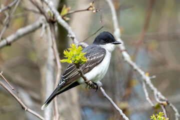 Eastern King bird resting on tree branch at Pt. Pelee  after a long flight over Lake Erie from migrating from the south in spring.