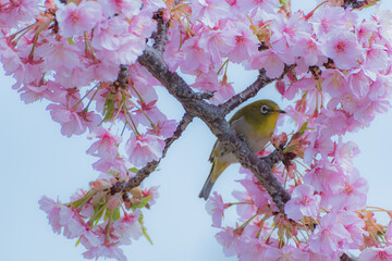 花見客を見つめる
