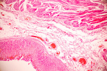 Tissue of Stomach Human under the microscope in Lab.