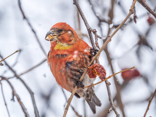 Red Crossbill male sitting on the tree branch and eats wild apple berries. Crossbill bird eats berries.