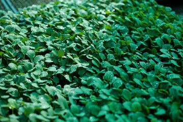 Detalle de Hortalizas en panel de siembra indirecta. Concepto de agricultura e innovación.