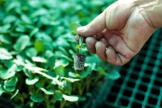 Hortaliza reci&eacute;n sacada del panel de siembra indirecta. Concepto de agricultura e innovaci&oacute;n.