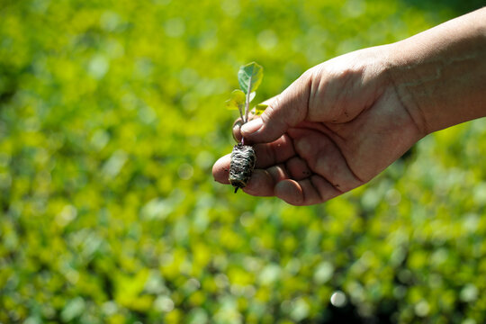 Hortaliza sacada del panel de siembra indirecta. Concepto de agricultura e innovaci&oacute;n. (Almacigos)