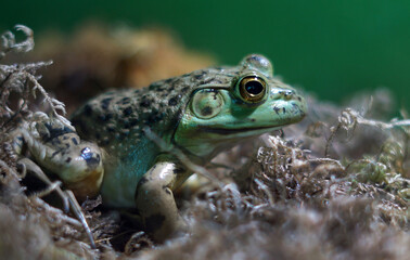 frog in the grass