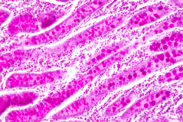 Obraz na płótnie Canvas Tissue of Small intestine (Duodenum) and Vermiform appendix Human under the microscope in Lab. 