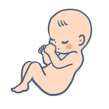胎児のかわいいイラスト Stock イラスト Adobe Stock