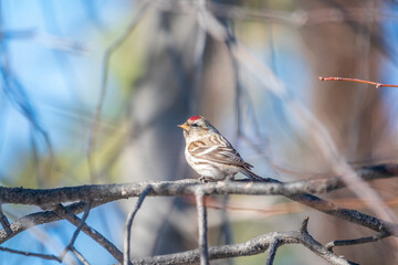 Common redpoll female, cute bird with bright red patch on its forehead sits on tree branch without leaves in sunny spring day.