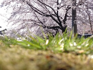 tree in spring