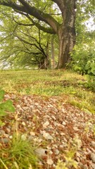 autumn in the forest