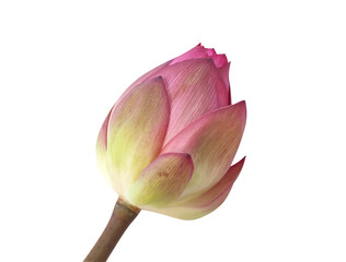Fresh pink lotus lily bud or Nelumbo nucifera (Sacred lotus) isolated on white background , macro