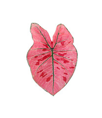 Red black caladium bicolor (araceae)  leaf in  heart shaped patterns  isolated on white background , clipping path