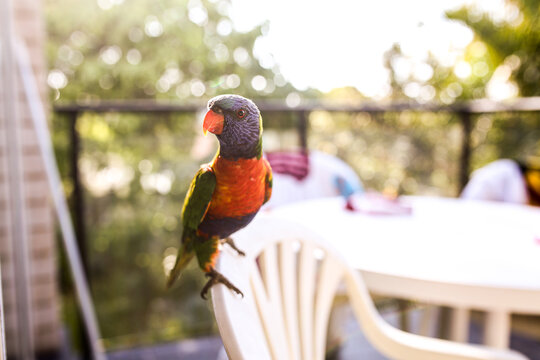 Rainbow lorikeet parrot on a chair on backyard patio