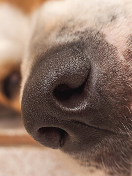 Macro shot of dog's nose
