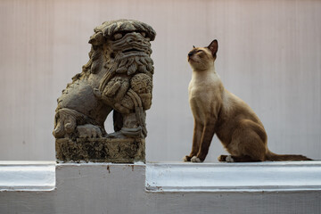 The cat sit and look at the stone lion statue in Wat Phra Kaew, Bangkok, Thailand.