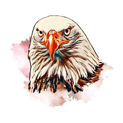 Bald eagle head portrait from of watercolor, Illustration of an eagle head