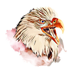 Bald eagle head portrait from of watercolor, Illustration of an eagle head
