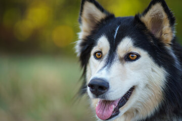 husky dog portrait
