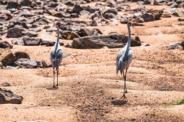 Brolgas exploring a dry river bed