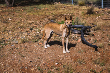 Dingo staredown
