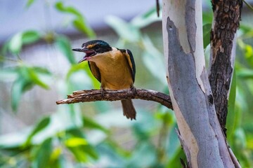 Unhappy Kingfisher 