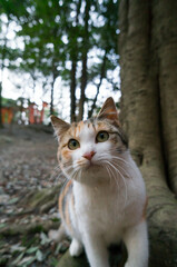 Naklejka na ściany i meble Wild cat living in a Japanese forest