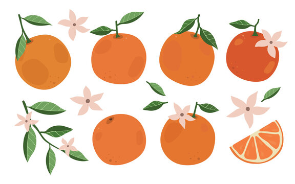 Set of oranges. Cartoon style colorful hand drawn  vector illustration