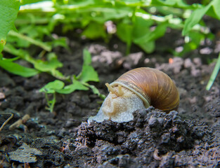 Brown snail close-up.