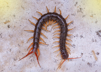 The centipede is a poisonous animal. It can bite. It is on the floor.