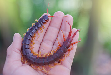The centipede is a poisonous animal, it is in the hand