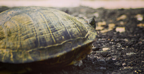 turtle on the ground