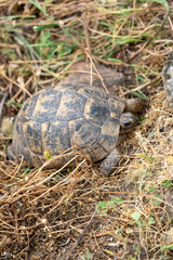 wild turtle on the ground