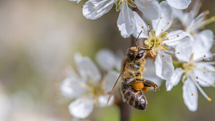 Eine Biene beim Nektar sammeln!